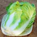 有機白菜 【長野県産、他】