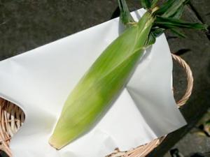有機・とうもろこし　1本　【宮崎県産　他】
