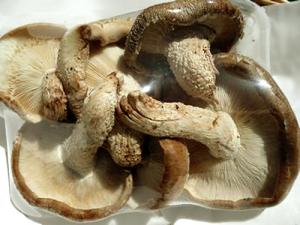 有機肥料100%栽培生しいたけ100g【奈良県産　他】