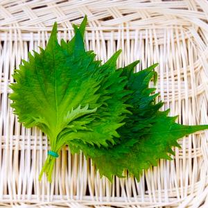 有機・青じそ　 10枚　　【愛媛県産　他】