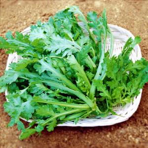 有機肥料100%栽培(無化学肥料)菊菜　 1束　 【奈良県産　他】
